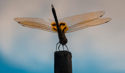Photos of beautiful and colourful birds.