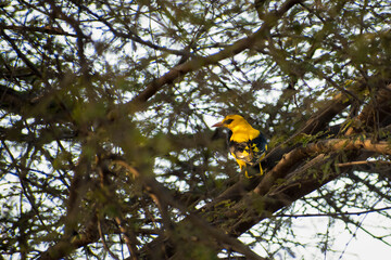 Photos of beautiful and colourful birds.
