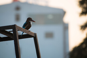 Photos of beautiful and colourful birds.