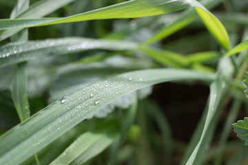 dew on grass
