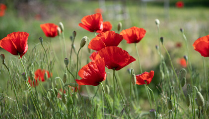 Obraz premium Red poppies on the meadow sunny day in the park.