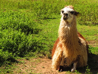 llama in the zoo © Vinicius