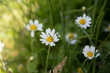 Field daisies in the garden on a summer day.
