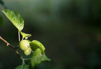 Fototapeta premium A branch with green juicy leaves and a ripening Apple. and the sun breaking through the leaves. Summer background. Concept of agriculture, gardening and natural beauty.