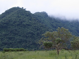 trees in the fog