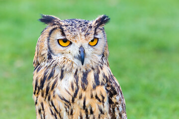 Portrait of staring eagle owl in nature