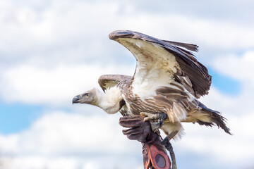 Young vulture ready to fly on hand of falconer