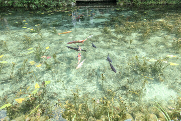 Monet's pond, Seki City, Gifu Pref., Japan