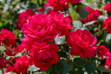 Rose buds. Bush with red roses in the park.