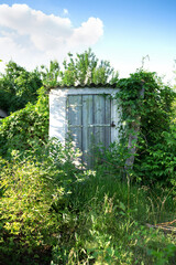 An old door to the basement-cellar on the farm entwined with vines and lush greenery. Landscape of the countryside.