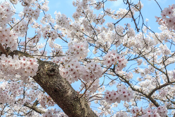 Cherry blossom season on spring at Yutoku Inari Shrine in Kashima, Saga prefecture, Japan