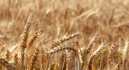 field wheat