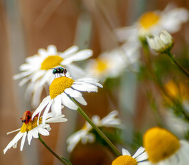 sumer plant nature insect