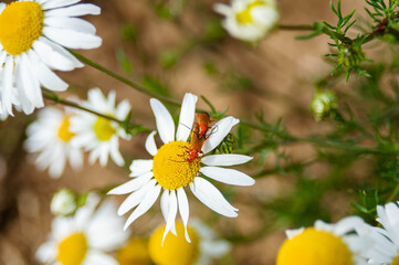 insect flower nature