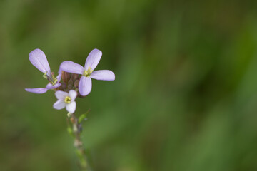 forget me not flower