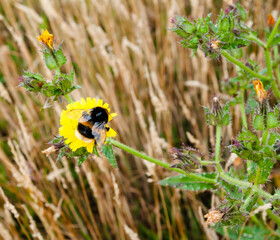 bee on yellow flower
