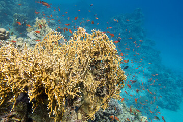 Naklejka na ściany i meble Colorful coral reef at the bottom of tropical sea, yellow fire coral and shoal of anthias fishes, underwater landscape