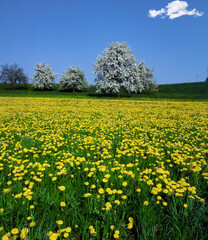 Fototapeta premium Löwenzahn, Feld, Blüte mit schönen Bäume und Himmel