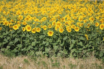 sunflower field in the summer