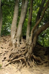 Obraz premium Tree with its roots in Bakony mountains