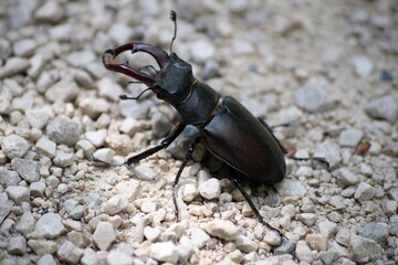 Stag-beetle
