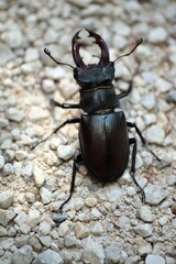 Stag-beetle from close