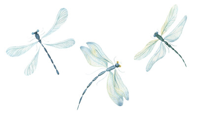 Watercolor dragonflies on a white background. Single elements, dragonfly insects. Watercolor. - obrazy, fototapety, plakaty