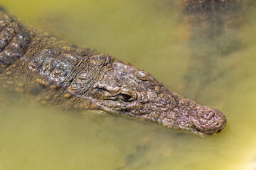 crocodile's head close up in muddy green water