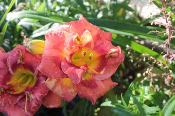 Pink daylily, with a yellow center, grows in a summer Sunny flower bed.