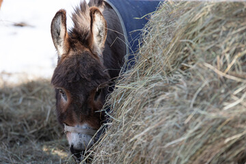 Cute miniature donkey eating from a hay bale  © Lori