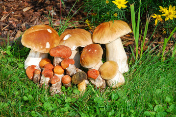 Steinpilze und Rotkappen im Gruppenfoto