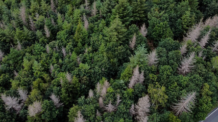 Fototapeta na wymiar Bark beetle spreads in the healthy forest - overview or aerial view