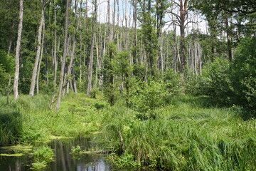 Sonnige, grüne Waldlandschaft mit Fluss