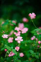 Fototapeta premium nice flowers in the garden