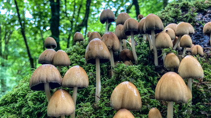 mushrooms in the grass