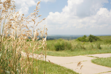 path in the field