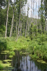 Grüne, wilde Waldlandschaft mit Fluss (Briesetal)