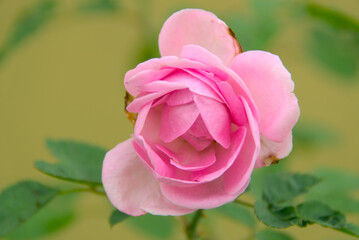 Pink Rose