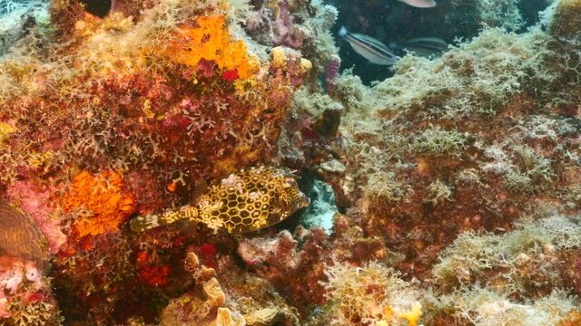 Close up of Honeycomb Cow fish and sponge in coral reef of the Caribbean Sea / Curacao