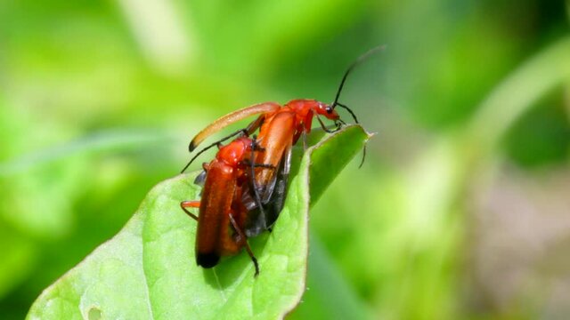 Pair of Soldier Beetle in copulation. Their Latin name is Cantharis livida.