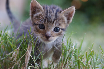 Kitten In The Grass