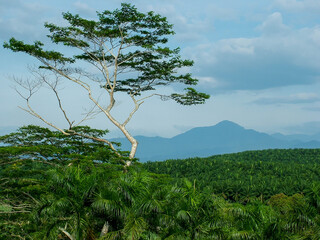 Tree on Hill with Mount Korbu in Distance, Perak, Malaysia