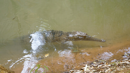 Freshwater crocodile in Windjana Gorge National Park, Western Australia.