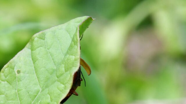 Pair of Soldier Beetle in copulation. Their Latin name is Cantharis livida.
