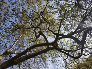 tree branches in the sky