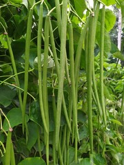 Obraz premium Duże, zielone drzewo o gęstych liściach i długich strąkach