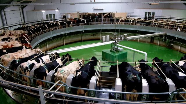 Milking cows by automatic industrial milking rotary system in modern diary farm