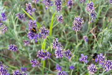 bumblebee on lavender