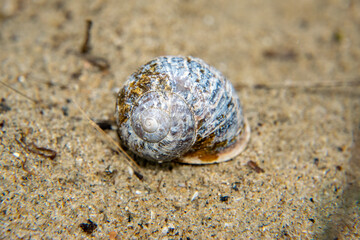 snail shell on the beach