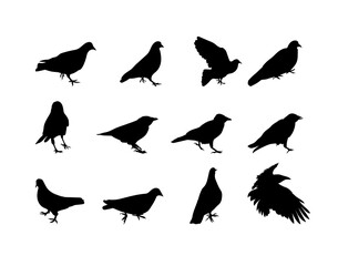 Black and white silhouette dove crow isolated. Vector Illustration